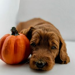 Brown Collar Male- Biscuit - Red  male Goldendoodle puppy in Monroe, North Carolina from Doodle Darlings