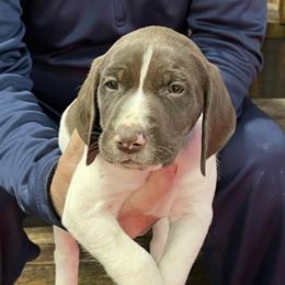 Purple collar - White and liver male German Shorthaired Pointer puppy in Beaverdam, Virginia from Harts Hill Kennel