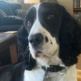 English Springer Spaniels from Paradise Valley Springers