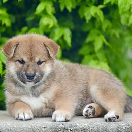 Kira - Red female Shiba Inu puppy in Hollywood, Florida from Bright Ray