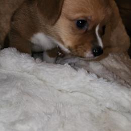 Pembroke Welsh Corgi Puppies from Tiny Titans K9