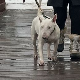 Lumen - Bull Terrier