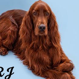 RJ - Irish Setter