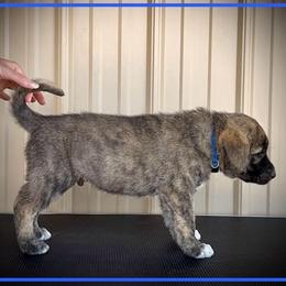Dark Blue - Brindle male Anatolian Shepherd Dog puppy in Clark, Wyoming from Fyne Acres