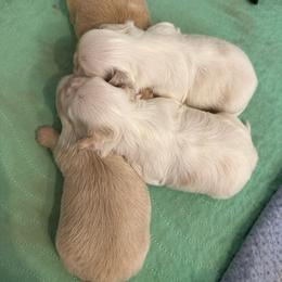 Pearl - Cream and white female Shih Tzu puppy in Boaz, Alabama from Happy Haven Farm