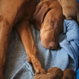 Vizsla Puppies from Mill Pond Farm Vizslas
