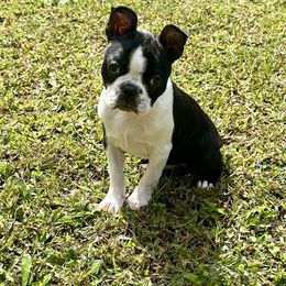 Boy 1 - Black and white male Boston Terrier puppy in Georgia from KD’s K9 Oasis