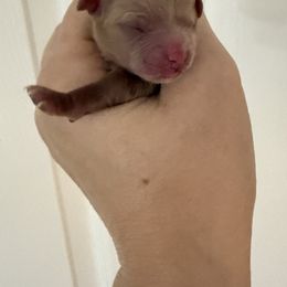 Boy 2 - Red male Maltipoo puppy in California from Yorkie & Maltese Royalty