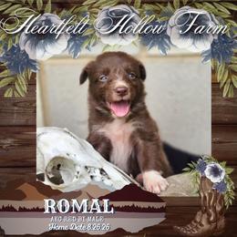 Romal - Red & white male Australian Shepherd puppy in Keyser, West Virginia from Heartfelt Hollow Farm