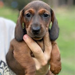 Maple AKC 2800 - Red female Dachshund puppy in Indian Trail, North Carolina from Hilda’s Teenie Weenies