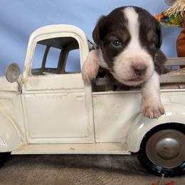 5 - Red tri female Miniature Australian Shepherd puppy in Cedar Creek, Texas from Rowdy Ranch Tx