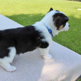 American Corgi Puppies from Southern Tastes American Corgis