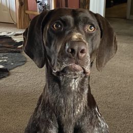 TOEDAALINES PRETTY PEARL - German Shorthaired Pointer