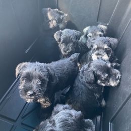 Miniature Schnauzer Puppies from Four Seasons Schnauzers