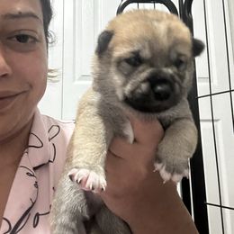 Taro- first born - Red male Shiba Inu puppy in Lehigh Acres, Florida from SWFL Happy Dogs