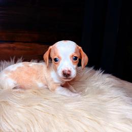 Rowan - Dapple male Dachshund puppy in Washburn, Tennessee from Clinch Mountain Dachshunds