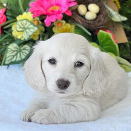 Dachshund Puppies from River Run Dachshunds