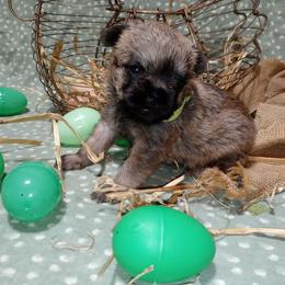 Liam - Belge male Brussels Griffon puppy in Berkeley Springs, West Virginia from Turkey Ridge Brussels Griffons