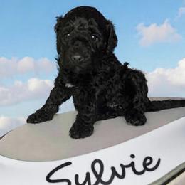 Sylvie - Black female Barbet puppy in New Bedford, Massachusetts from Barbie's Barbets