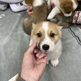 Pembroke Welsh Corgi Puppies from Loves Classic Corgis