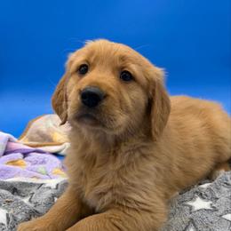 Boy 3 - Dark golden male Golden Retriever puppy in Spanaway, Washington from 11 Oaks Kennels