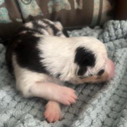 Kalimba - Blue merle male Australian Shepherd puppy in Bennett, Colorado from Alolan Angel Aussies