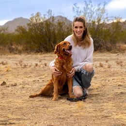 Golden Retriever Puppies from Top Gun Golden Retrievers