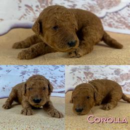 Corolla - Red  female Poodle puppy in Swansboro, North Carolina from Monarch Standard Poodles