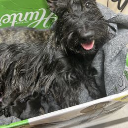 Laura - Scottish Terrier