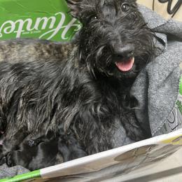 Laura - Scottish Terrier