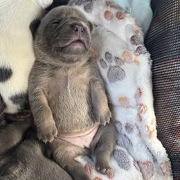 French Bulldog Puppies from The Frenchie Ravine Connection LLC