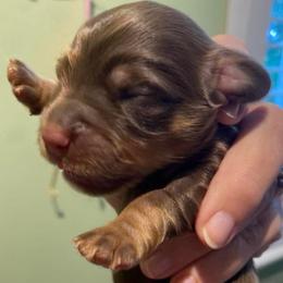 Hershey - Chocolate and tan male Dachshund puppy in Lake Mary, Florida from Lakeside Doxies