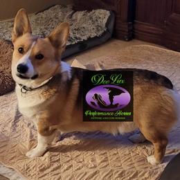 American Corgis and Pembroke Welsh Corgis from Dee Lux Performance Horses & Corgis