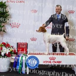 Dodger - White and orange male Brittany puppy in Belleview, Florida from Gourley's Brittanys