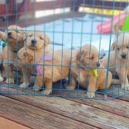Golden Retriever Puppies from Big Bend Goldens
