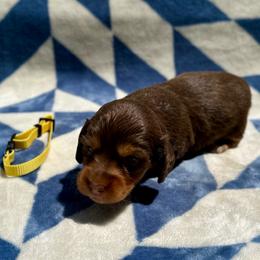 Godiva - Chocolate and tan female Dachshund puppy in Stilwell, Oklahoma from Mountain Top Dachshunds