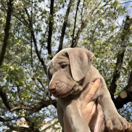 Weimaraner Puppies from Baird Weims - AKC registered