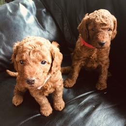 Goldendoodles from Shinecatchers Mini Goldendoodles
