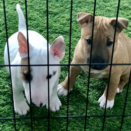 Miniature Bull Terrier Puppies from Tonka Miniature Bull Terriers
