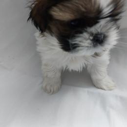 Jax - Red and white male Shih Tzu puppy in Buffalo, New York from Shih Tzu's by Jen