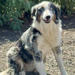 Australian Shepherd puppies from Puppy Love Ranch Mini Aussies