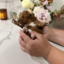 Girl 2 - Red  female Goldendoodle puppy in Sacramento, California from Goldendoodlesca