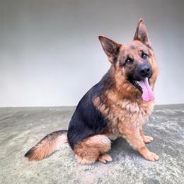 Van Dam AKA Taurus De La Madonina - Black and red male German Shepherd puppy in Hollis Center, Maine from Noble German Shepherds of Maine