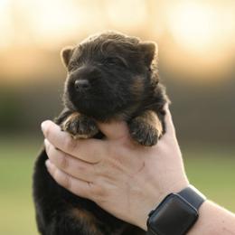 Ian - Black and red male German Shepherd puppy in Canton, Texas from WILDWOOD GERMAN SHEPHERDS