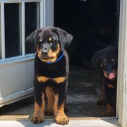 Beauceron Puppies from Rayon de Soleil Beaucerons
