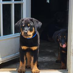 Beauceron Puppies from Rayon de Soleil Beaucerons