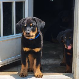 Beauceron Puppies from Rayon de Soleil Beaucerons