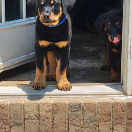 Beauceron Puppies from Rayon de Soleil Beaucerons