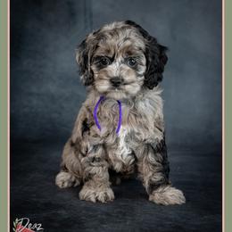Spirit - Merle female Cockapoo puppy in Connersville, Indiana from Deaz Doodle Ranch