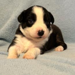 Bingo - Black tri-color female Australian Shepherd puppy in Monroe, North Carolina from Meekey Family Aussies
